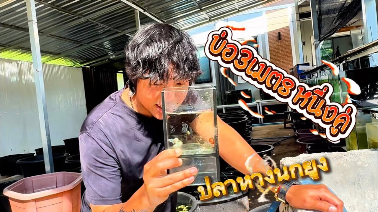 เพาะปลาหางนกยูง 1คู่ในบ่อใหญ่ 3 เมตร เวอร์ที่สุดที่เคยเลี้ยงมา