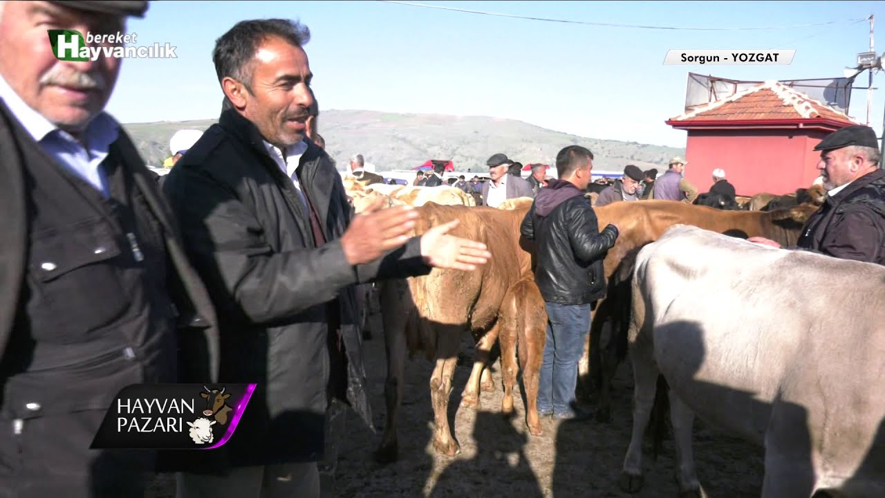Hayvan Pazarı - Yozgat / Sorgun