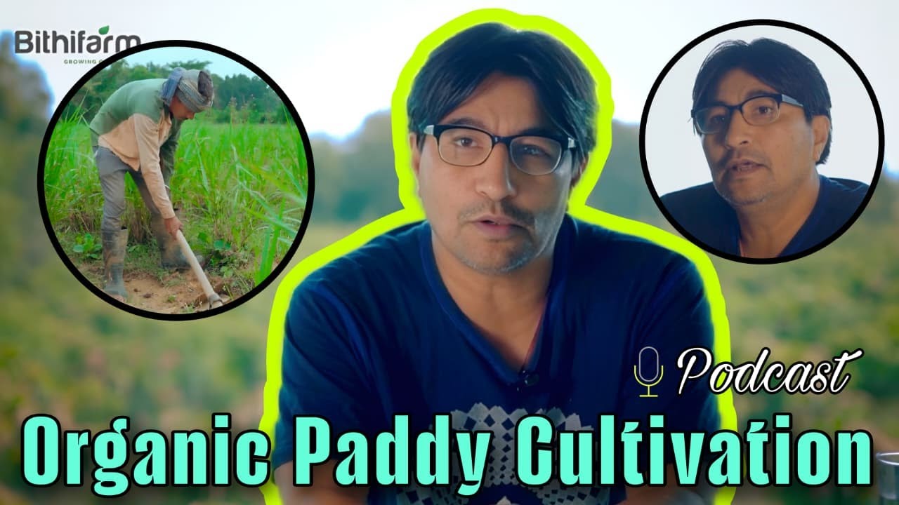 From Seed to Harvest: The Complete Journey of Organic Paddy Cultivation