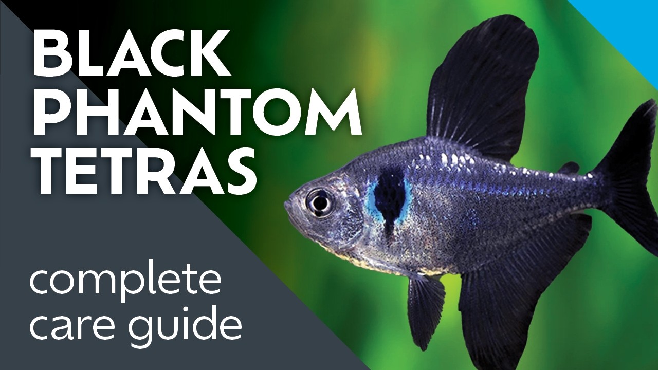 Czarny Phantom Tetra: Czego się nauczyłem