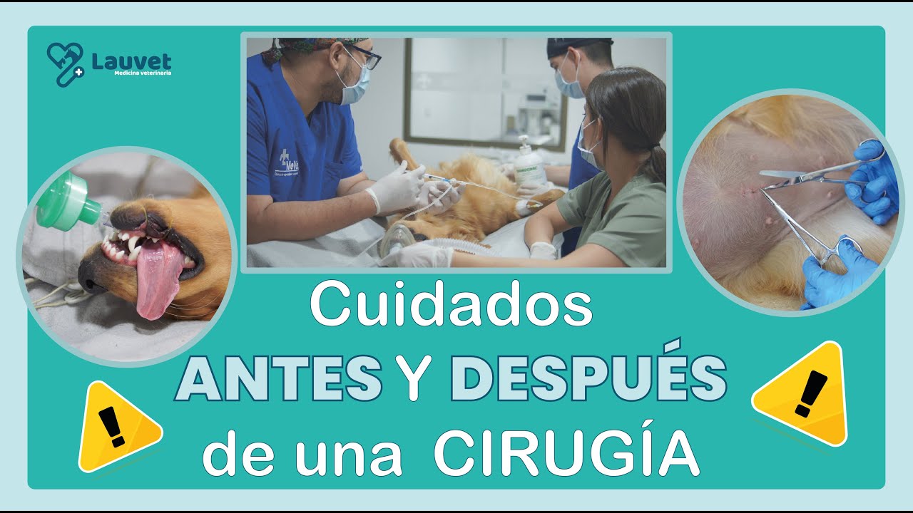 CUIDADOS ANTES Y DESPU&Eacute;S DE UNA CIRUG&Iacute;A EN PERROS Y GATOS - Lauvet
