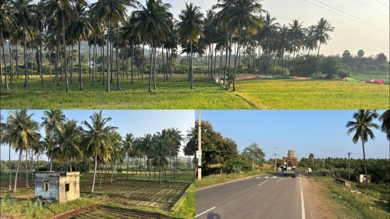 6379170190 திண்டுக்கல் to திருச்சி செல்லும் வழியில் அய்யலூர் அருகில் 2.61ஏக்கர் நெல்பூமி விற்பனைக்கு