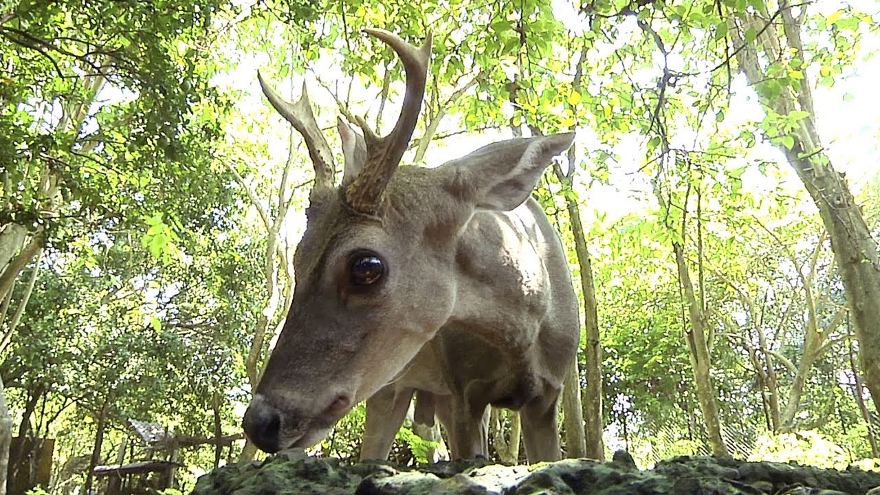 HÁBITAT 7 - Recuperación y Aprovechamiento de Fauna Silvestre
