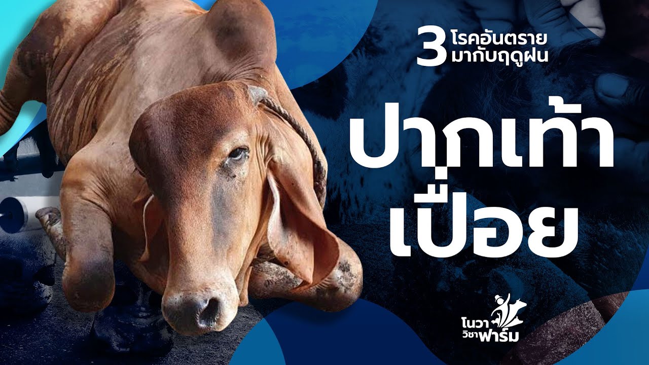 3 โรคอันตรายมาพร้อมกับฤดูฝน : โรคปากเท้าเปื่อย ( Foot and mouth disease)
