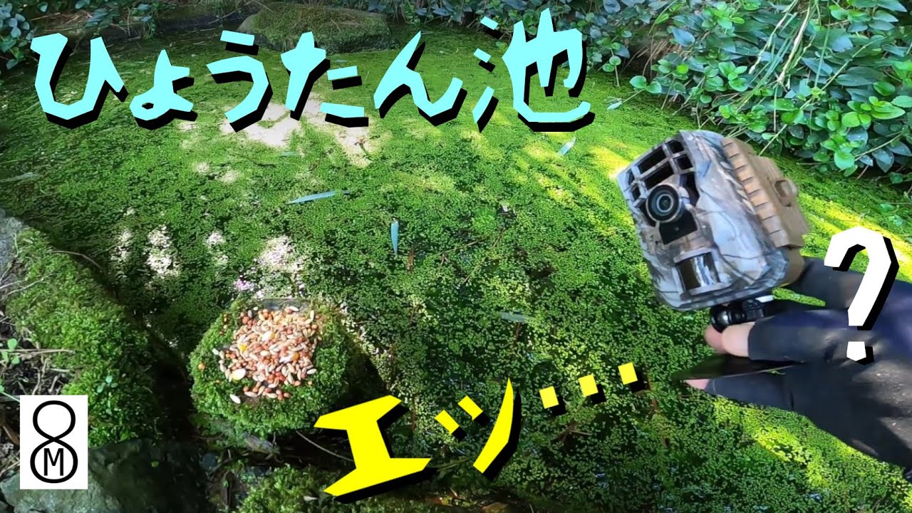 エッ…ひょうたん池にまさか…？　トレイルカメラが【想定外の生き物】を捉えた。