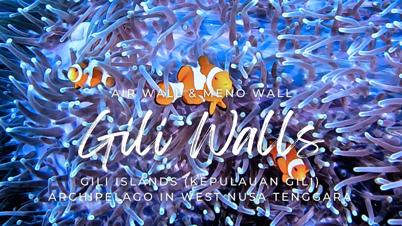 Vertical Adventures: Descending the Air & Meno Walls #giliislands #walldive