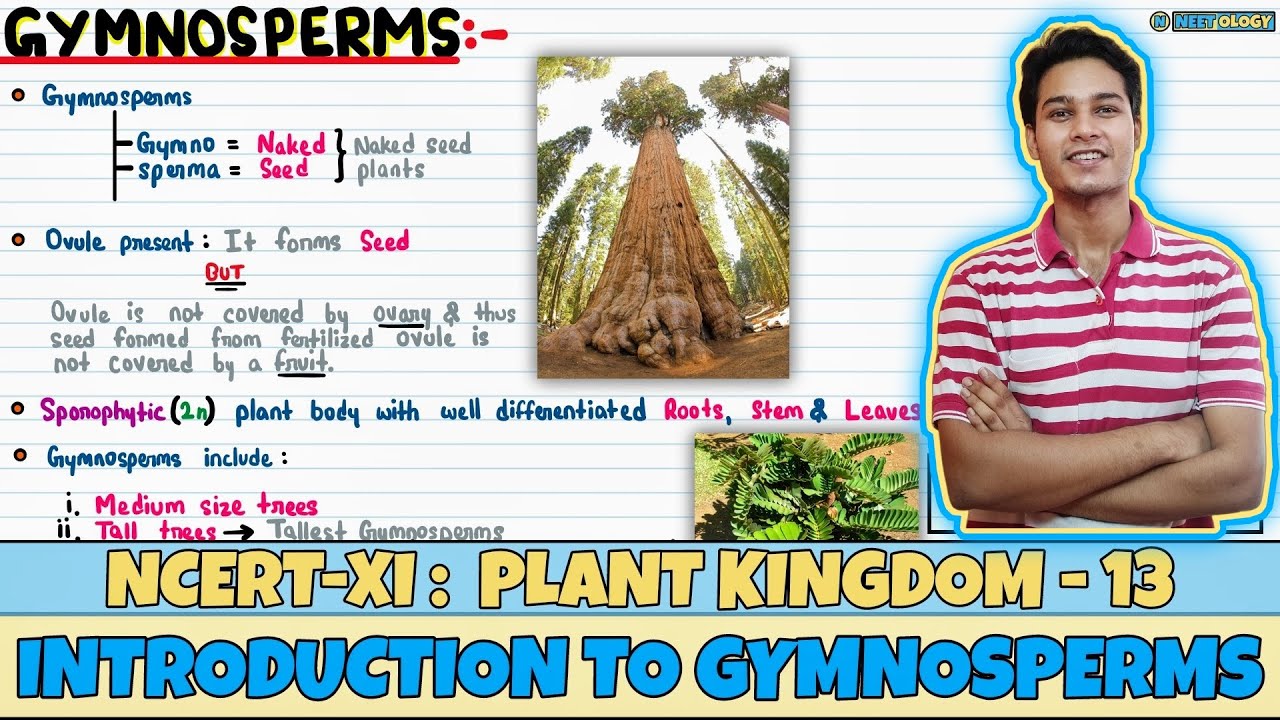 Plant Kingdom| Lec 13- Introduction to Gymnosperms| Class 11| NEET| Neetology