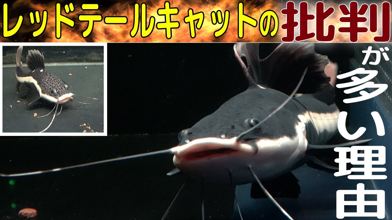 一体なぜ!?レッドテールキャットの批判が多い理由とは・・・ピラルクも