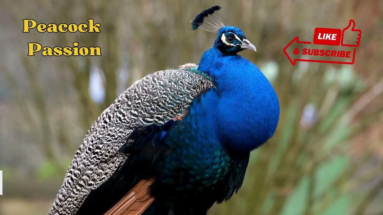 How to Build A Peacock Enclosure Part 1