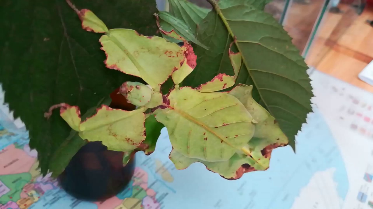 Lupenitka obrovská - Phyllium giganteum