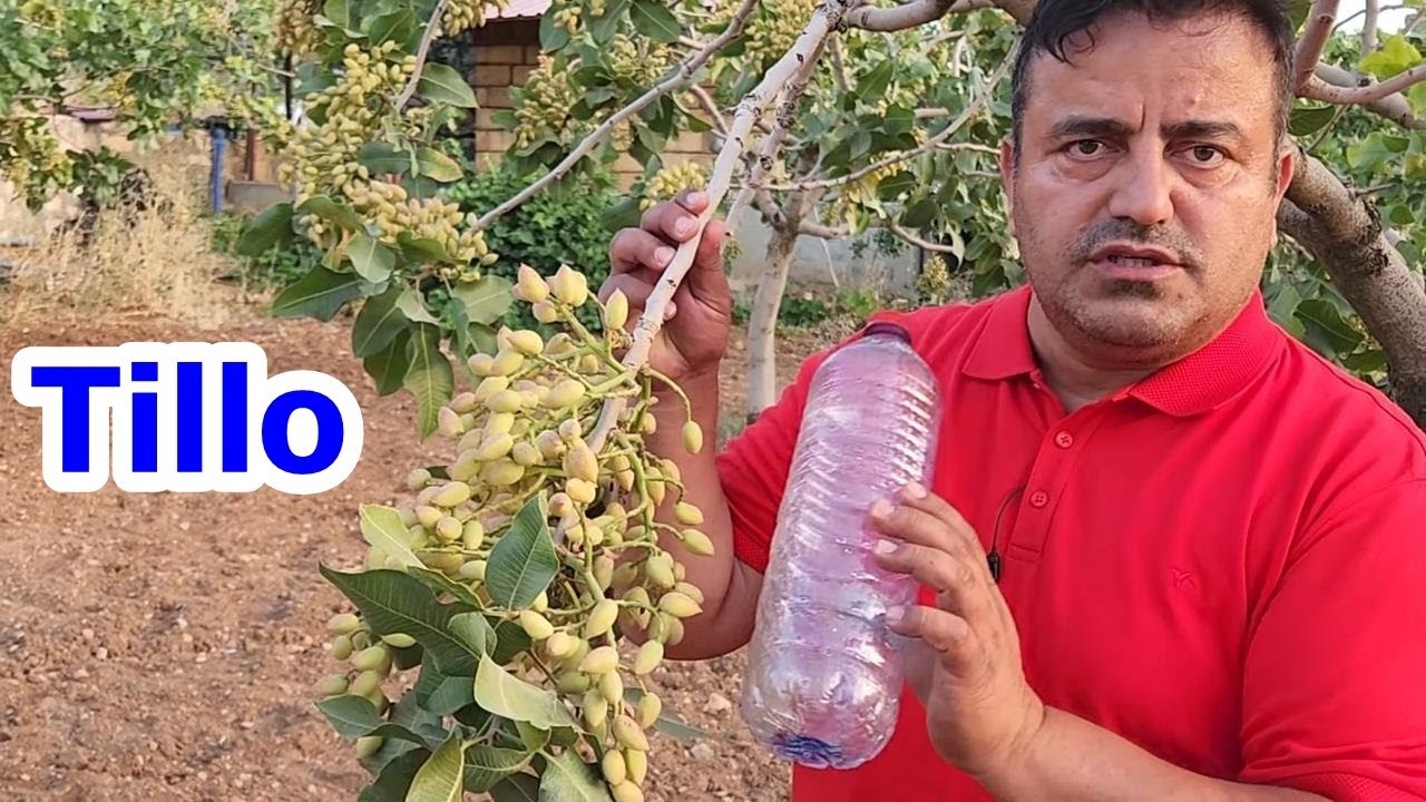 Doğru Gübreleme İle Sökülecek Siirt Fıstığı Ağaçları Yüksek Verimli Hale Geldi