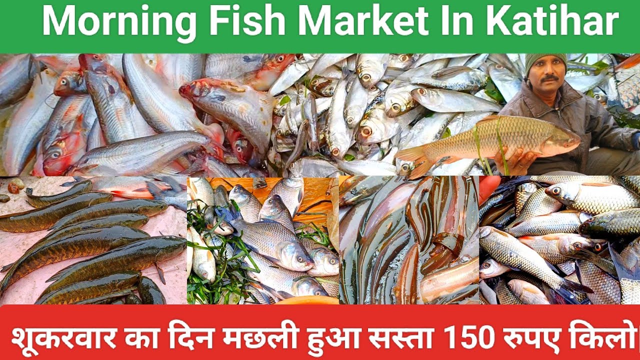 मछली है देशी स्वाद है बेसी | morning fish market in katihar #fishmarkets