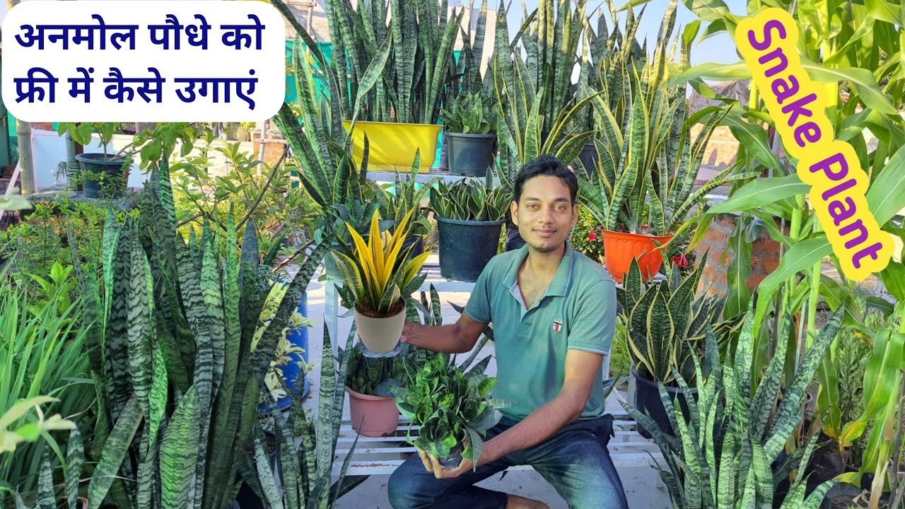 Snake plant kaise lagaye | Grow & care senseveria plant | Propagation by cutting
