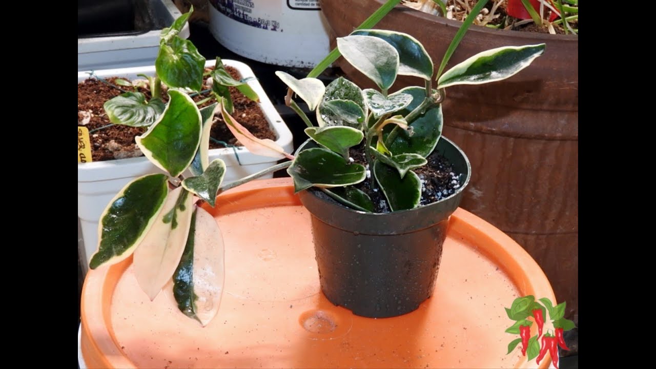 How To Grow Tricolor Hoya Krimson Queen