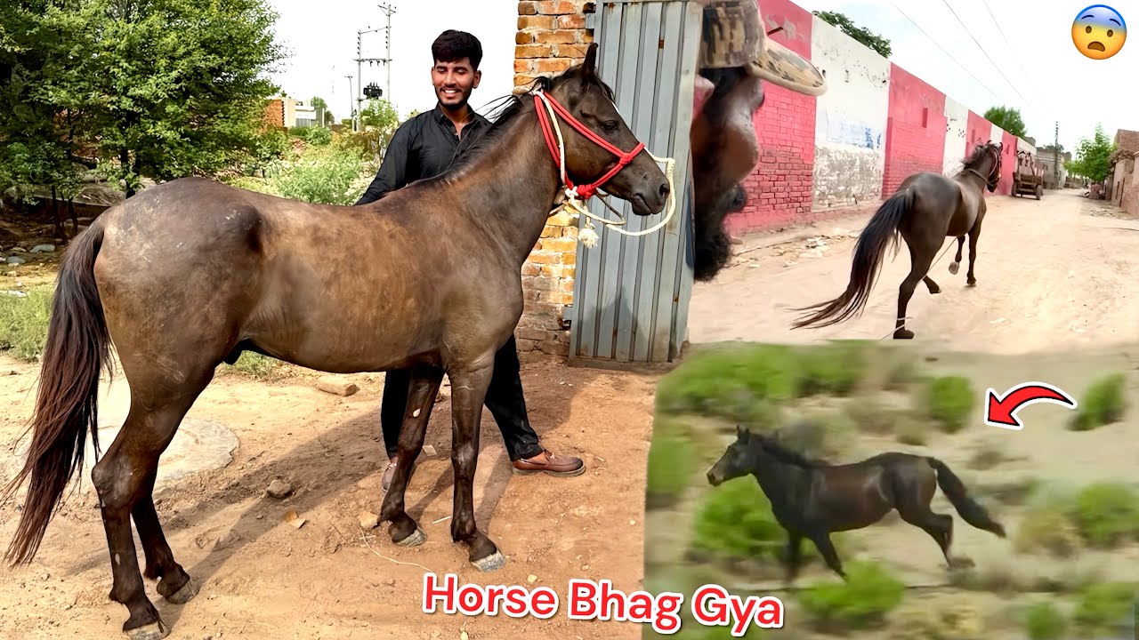 MINI ZOO MAIN HORSE UNLOADING KARTY HOVY HORSE HAGP GYA 😰