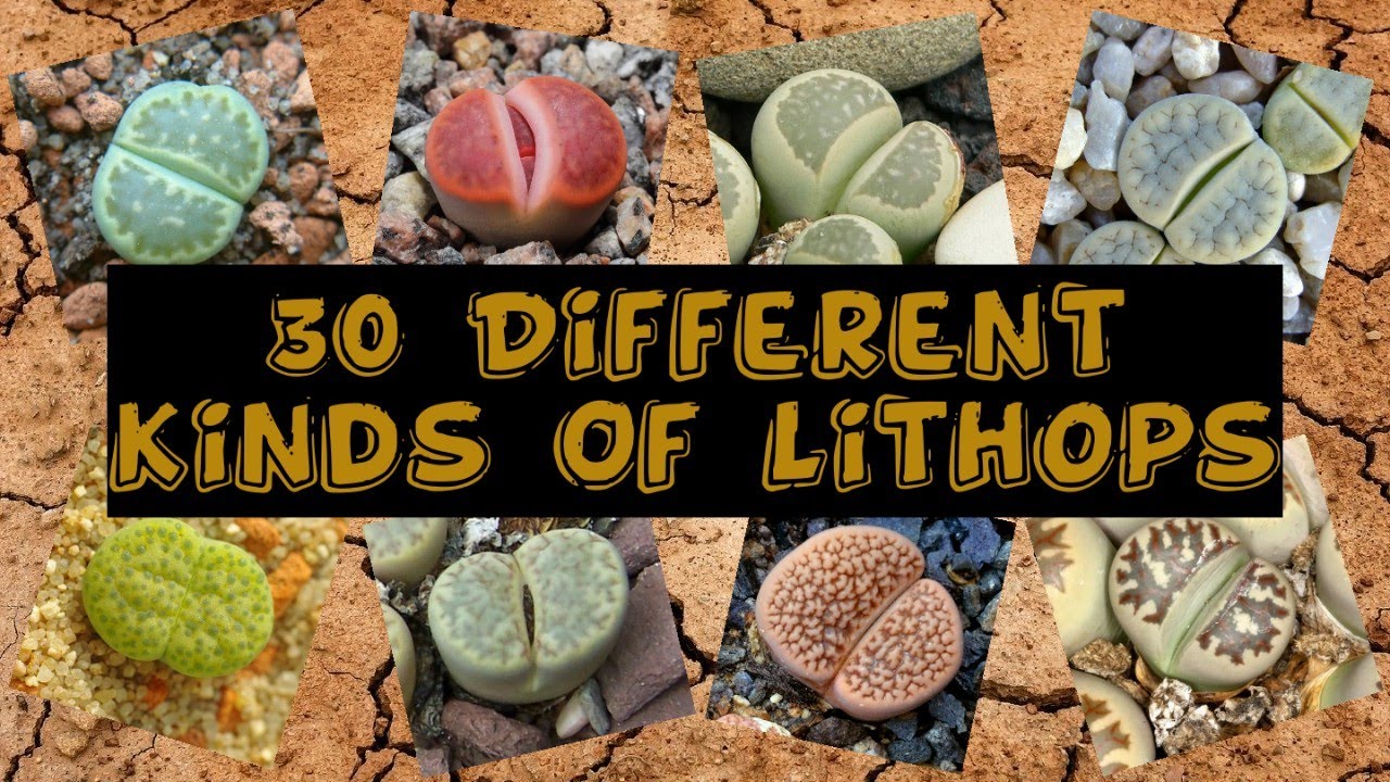 30 Different Kinds Of Lithops (Living Stones)