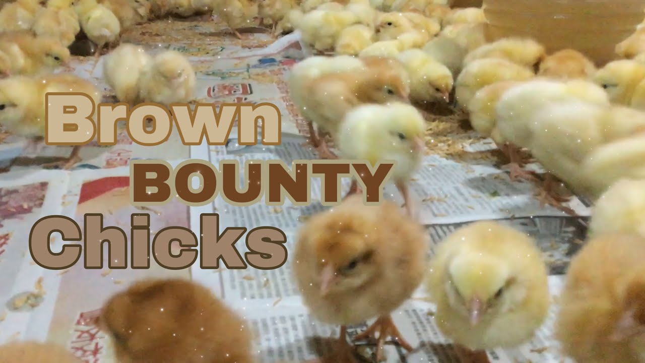 Let's Get Ready To Brood for Brown Bounty Chicks! 🐤 | EM Farming