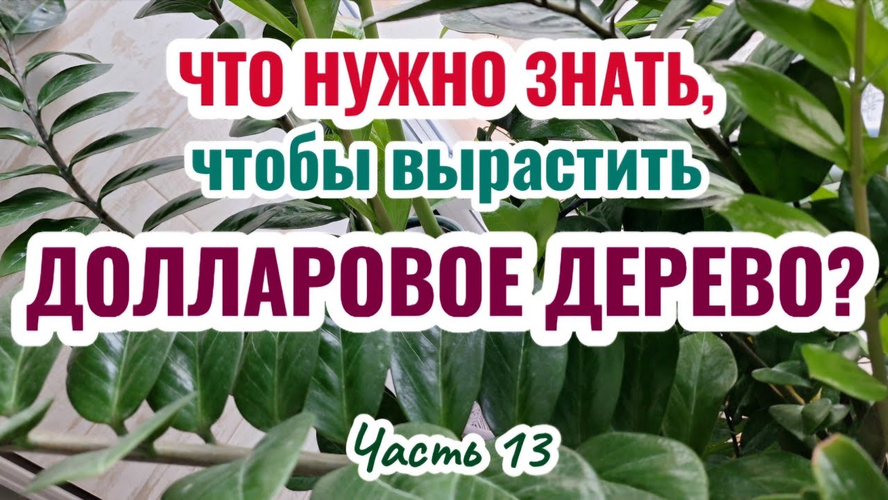 Замиокулькас.Ч.13: ВСЁ про УХОД за ВОЗРАСТНЫМ растением, ПОЛИВ и обрезку для размножения 06.02.26г.
