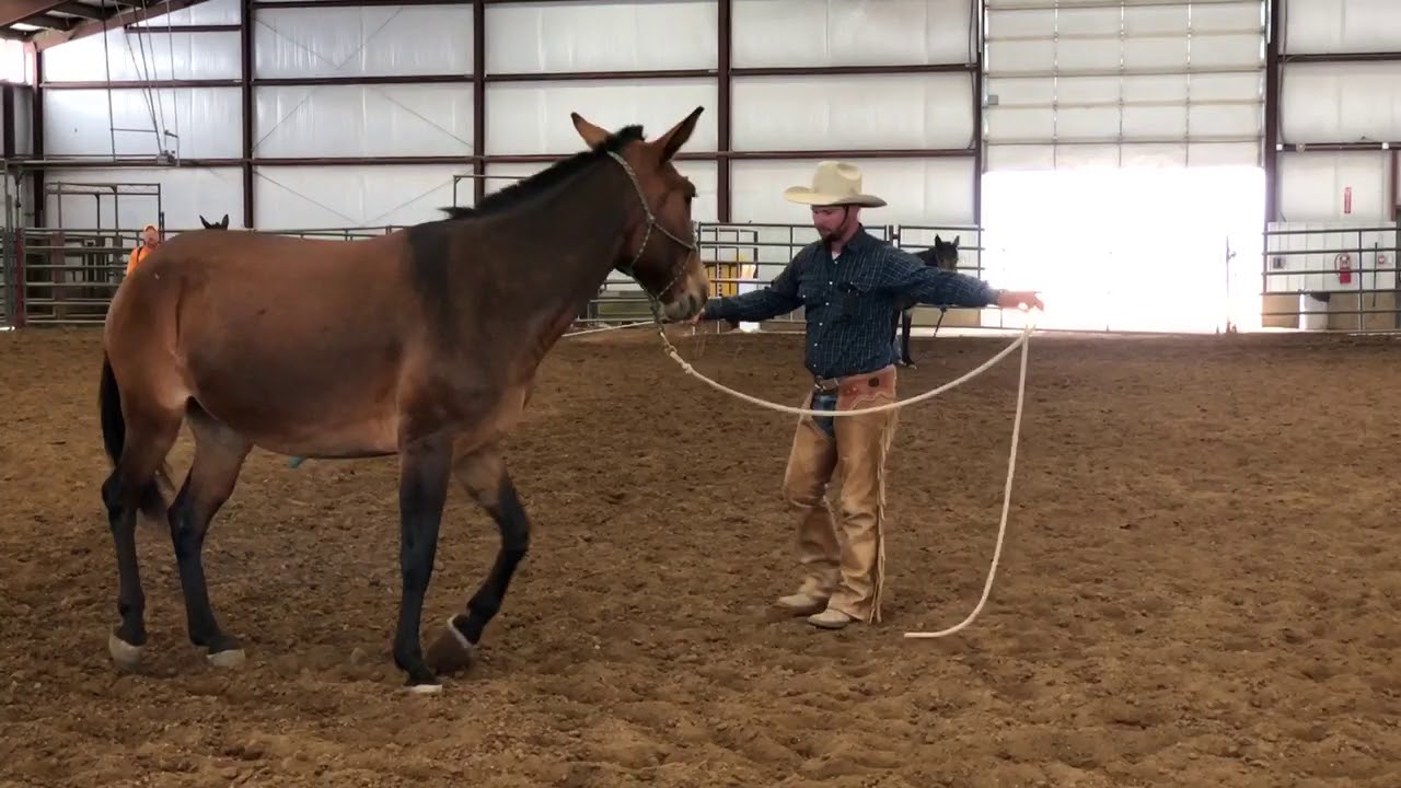 Ground work with a touchy, quick to bolt mule