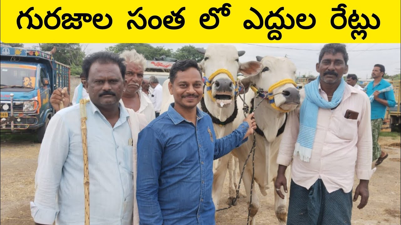 Part -2 #గురజాలసంత  2/10/2025 #gurazalsanta #cattlemarket in #Andhrapradesh #Gurazala 