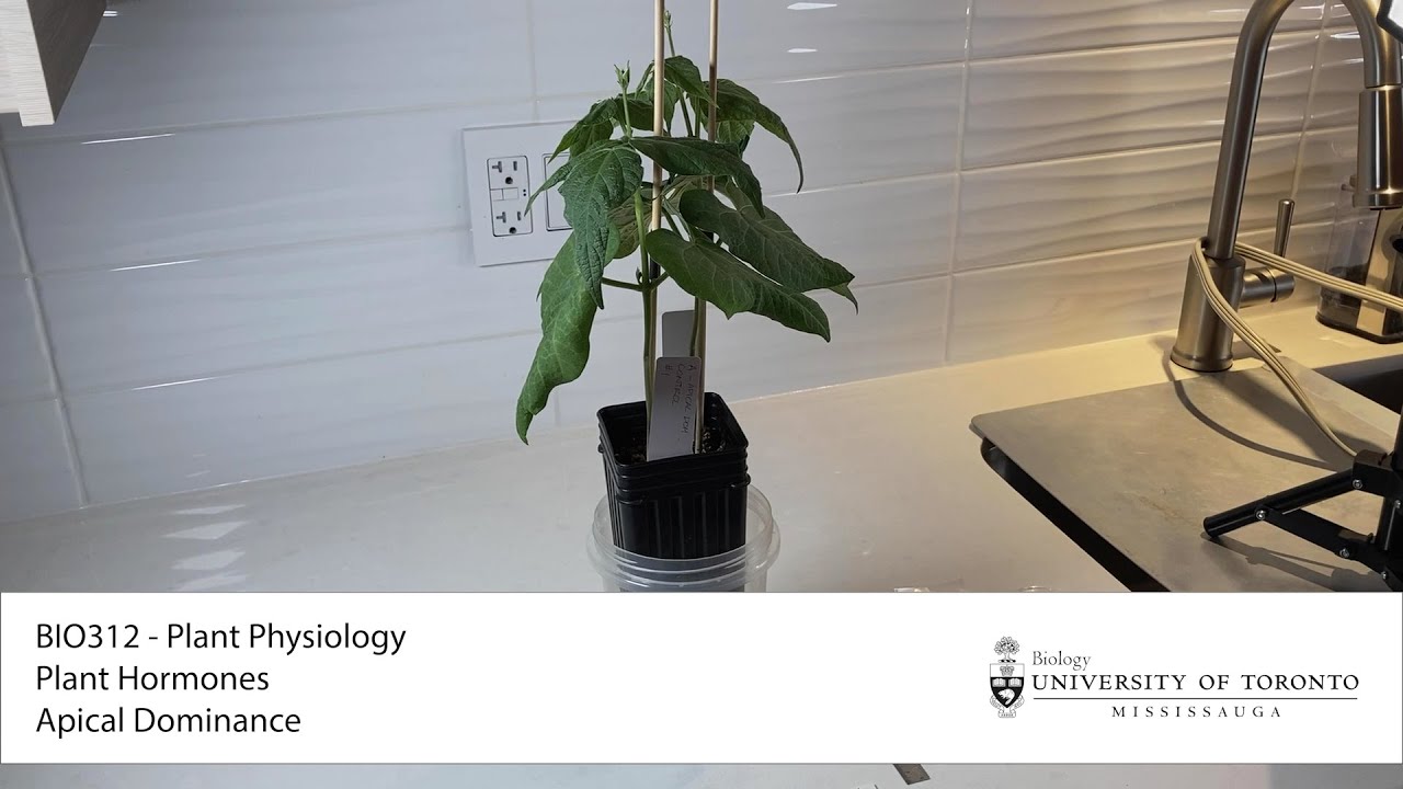 BIO312 Apical Dominance