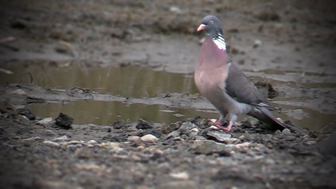 Sepelkyyhky kev&auml;&auml;ll&auml; Suomessa