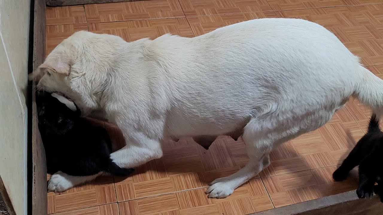 Angry Mother Dog Protects Tennis Ball And Doesn't Let Puppies Approach