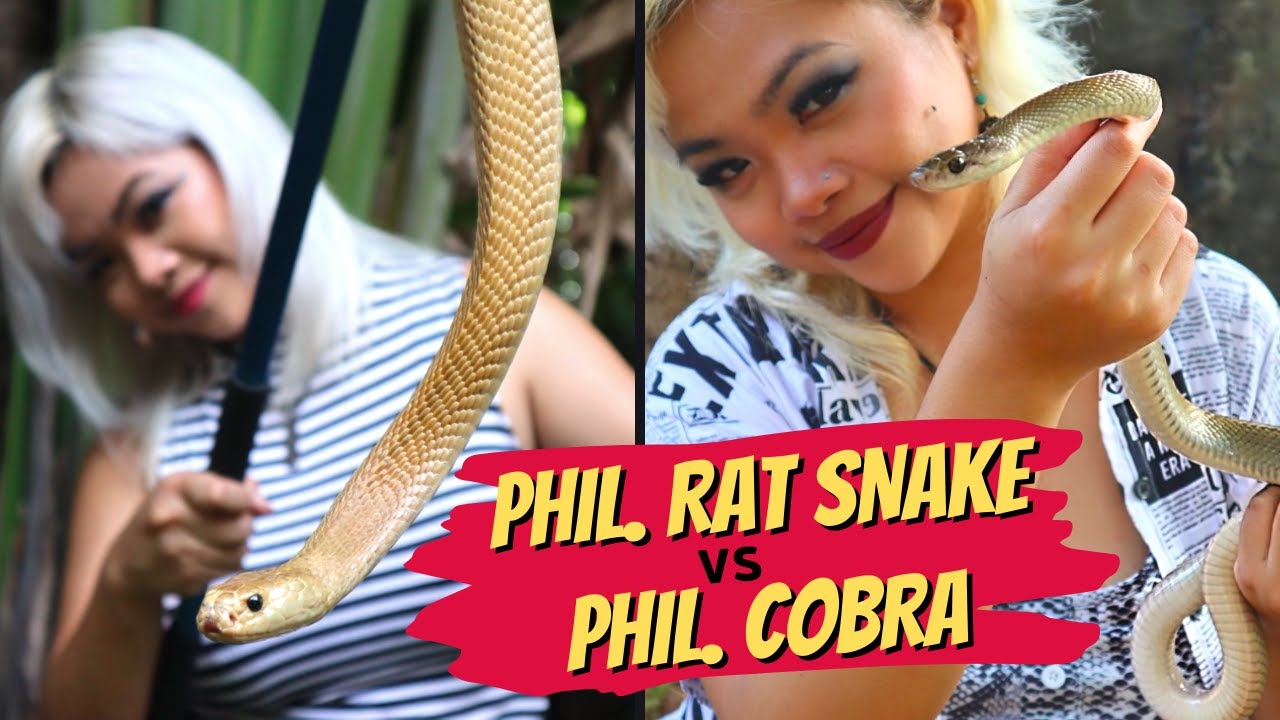 Philippine Rat Snake vs Philippine Cobra (What's the difference?)