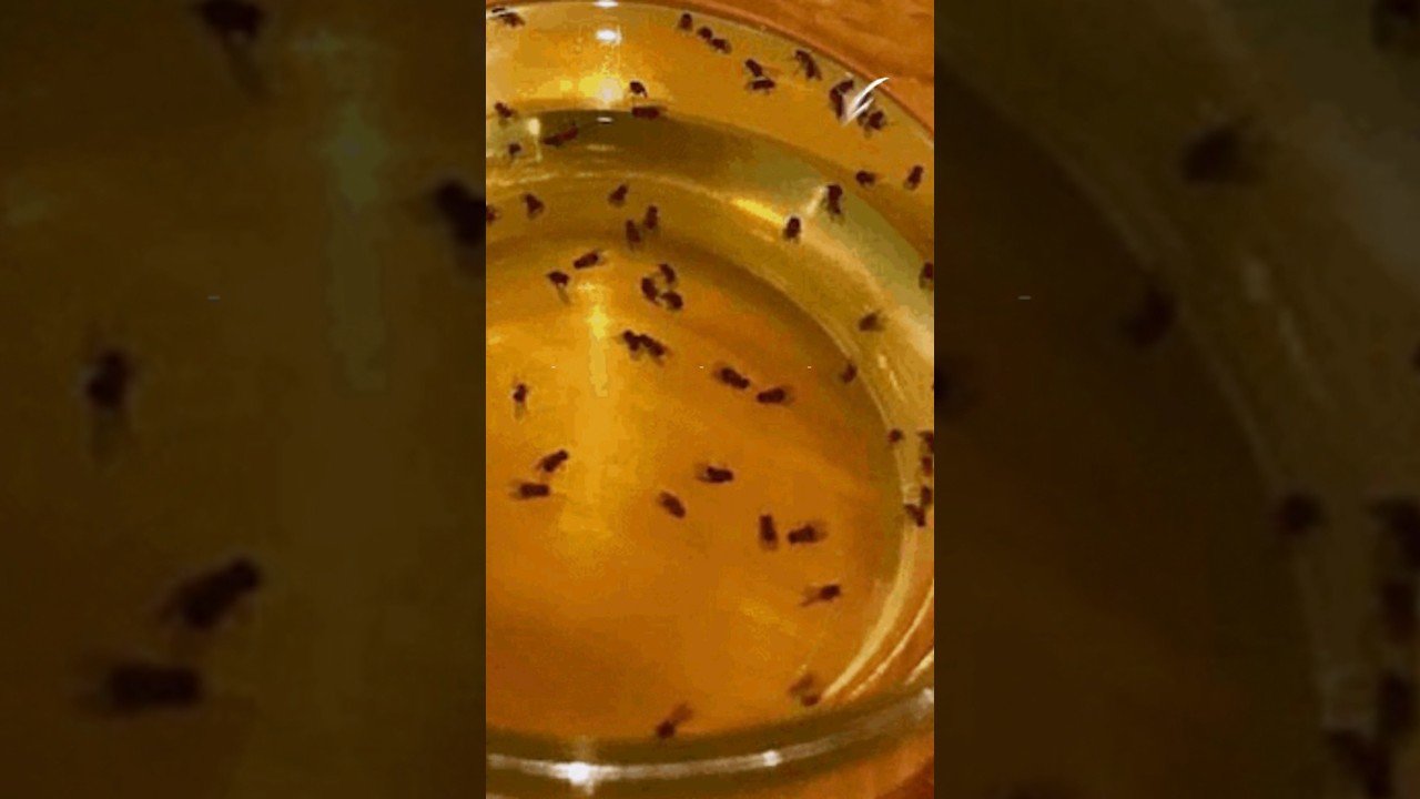 The Secret to Catching Flies: Apple Cider Vinegar Trap