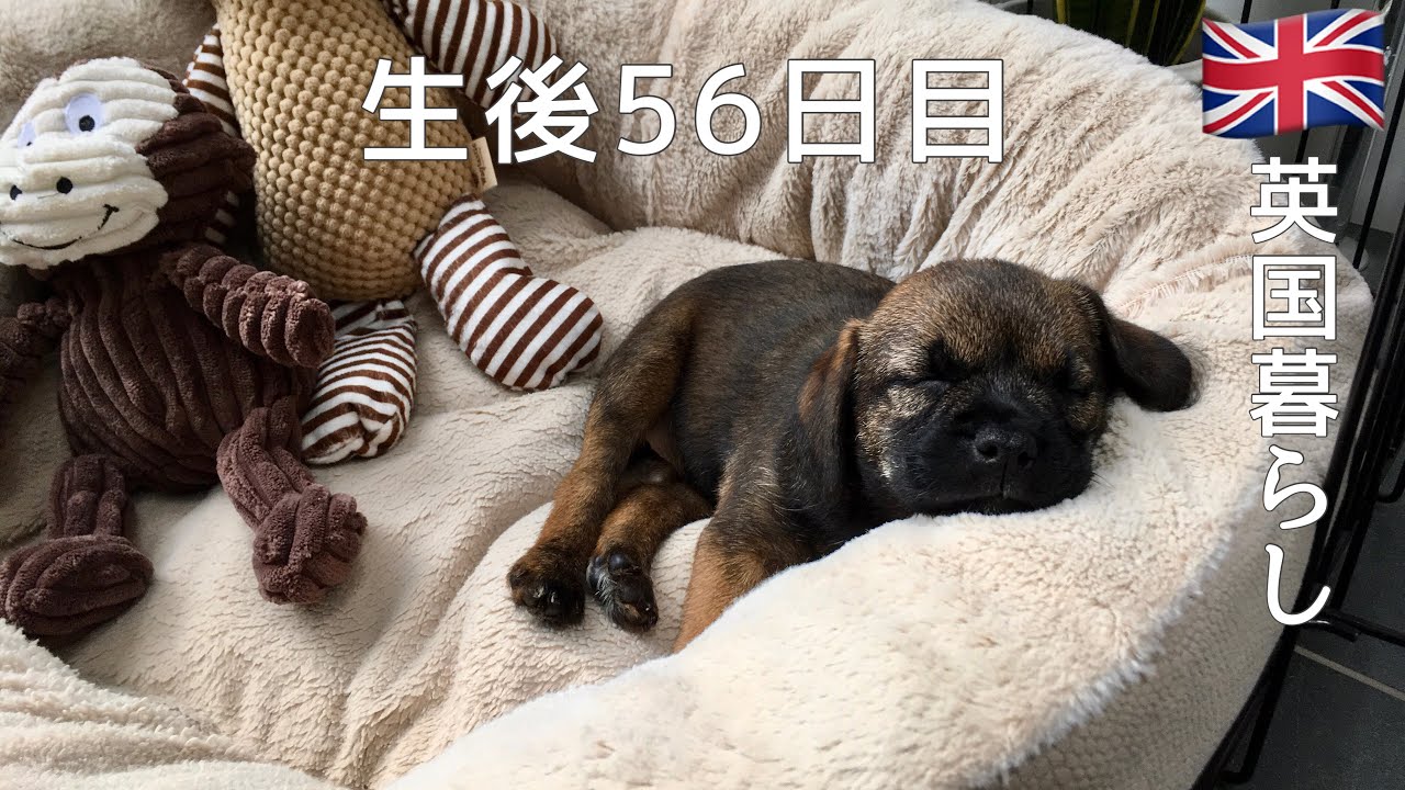 【英国暮らし】生後56日目のボーダーテリアの子犬がやってきた/My 8 weeks Border terrier puppy/イギリスvlog
