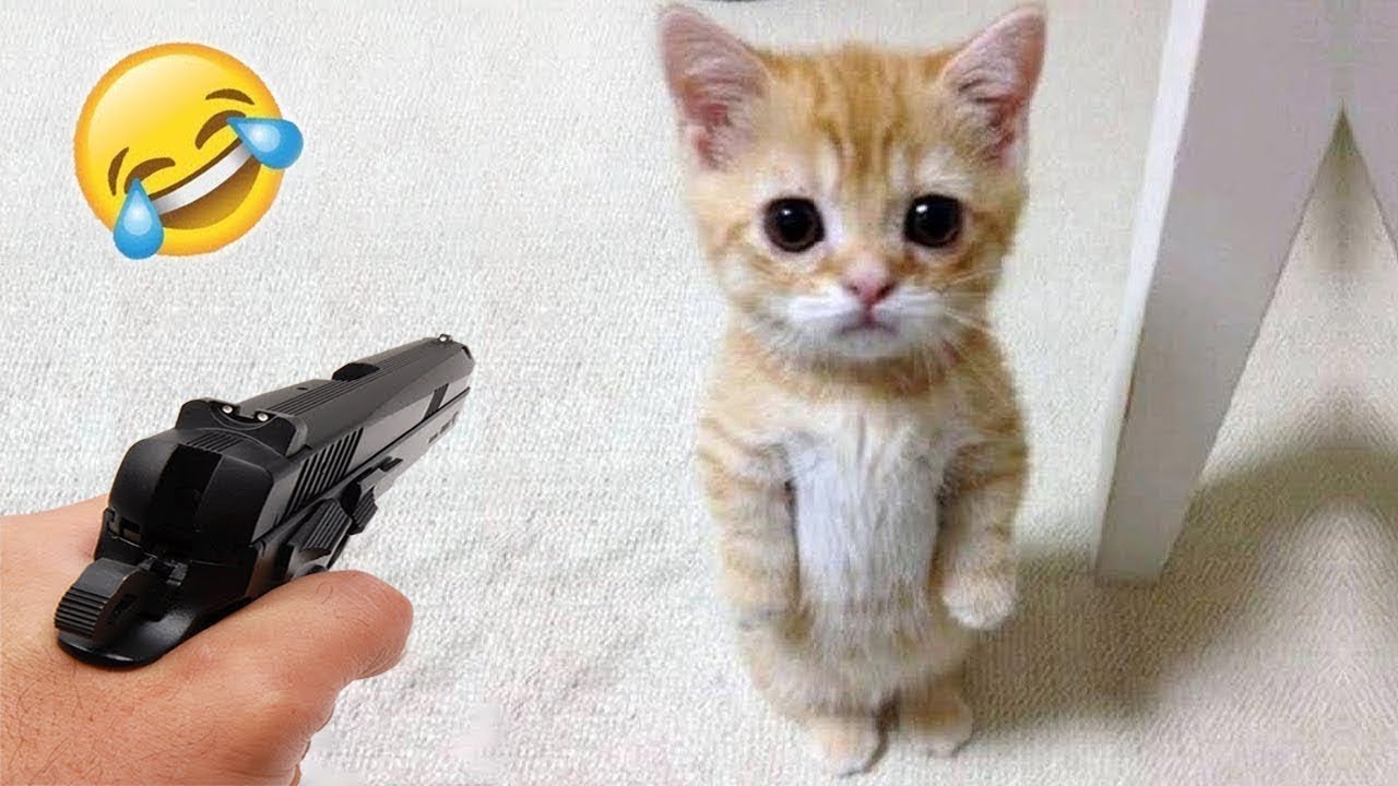 Try Not To Laugh At These Cat Moments!