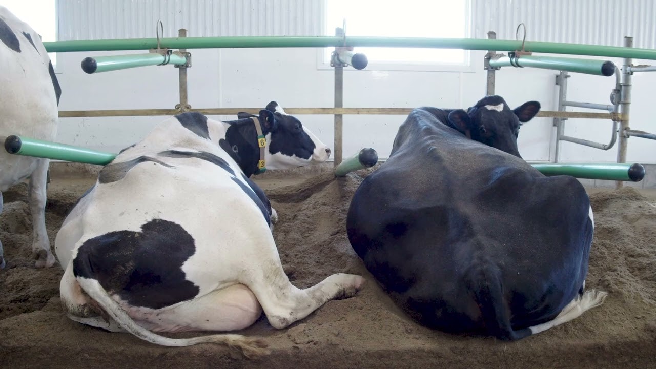 Aires de repos pour les bovins laitiers – Constru+