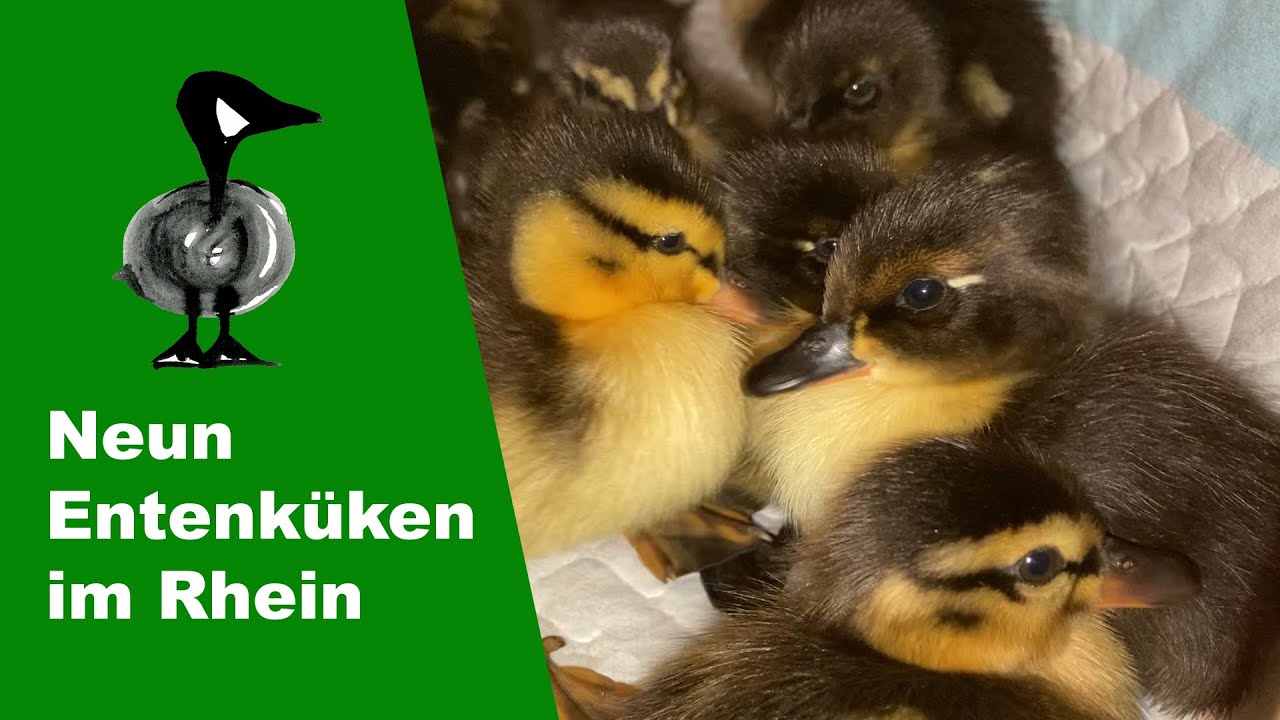 Neun mutterlose Entenk&uuml;ken im Rhein - Tiernotruf #289