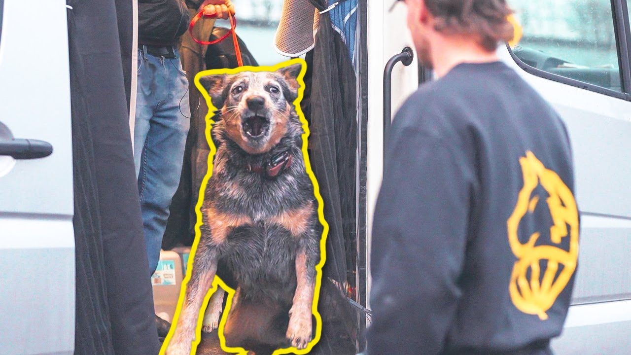THIS DOG WILL BITE YOU IF YOU DO THIS! (SHE ALMOST GOT ME!)