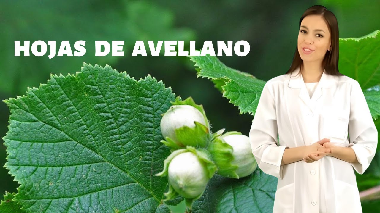 AVELLANO EN HOJAS planta medicinal, hojas de avellano para que sirven y como tomarlas