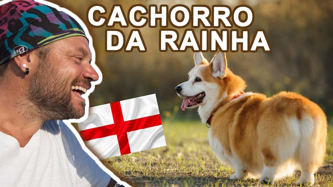 WELSH CORGI, O CACHORRO DA RAINHA ELIZABETH II | RICHARD RASMUSSEN