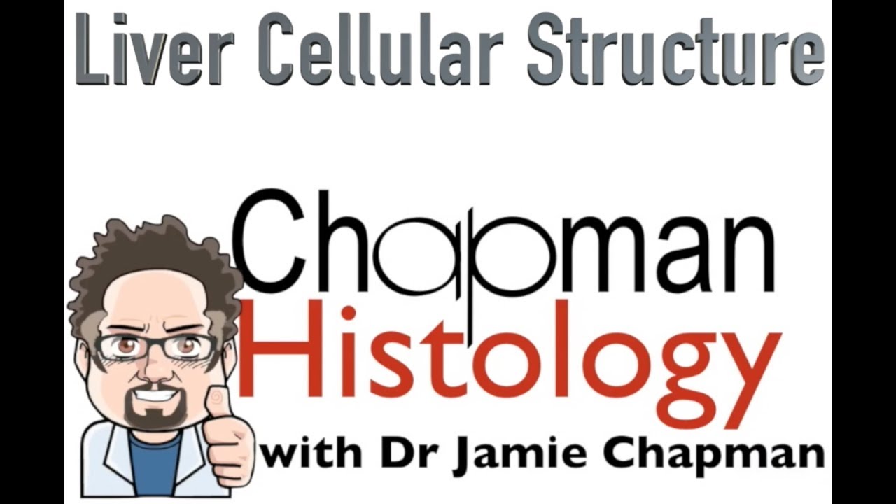 3 Min Histology - Cellular Structure of the Liver