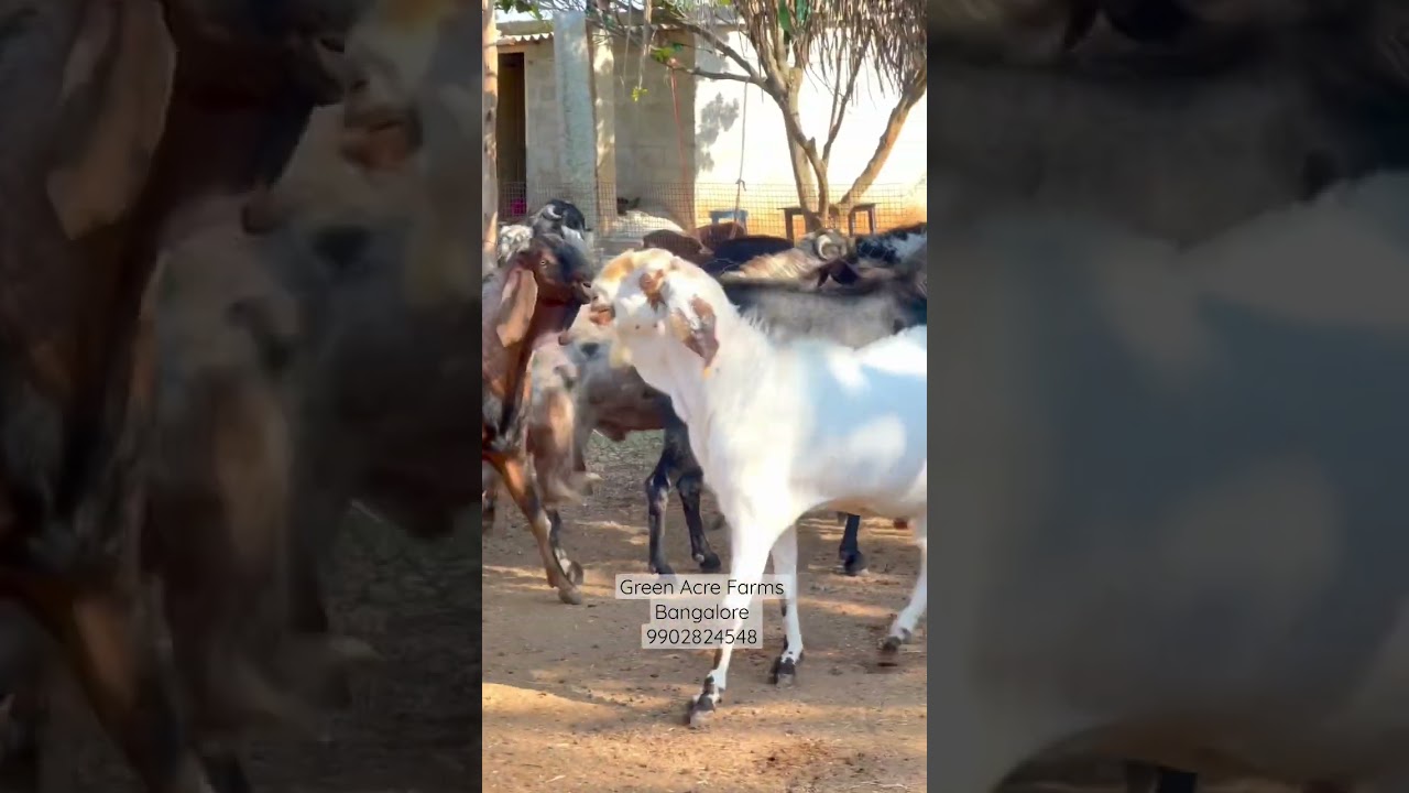 Big lot size Goat 🐐 in Bangalore 9902824548 #goat #bakrid #eid #amingad #viral #trendingshorts