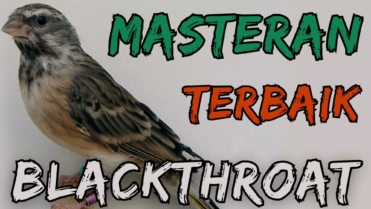 suara gacor blackthroat jernih || mp3