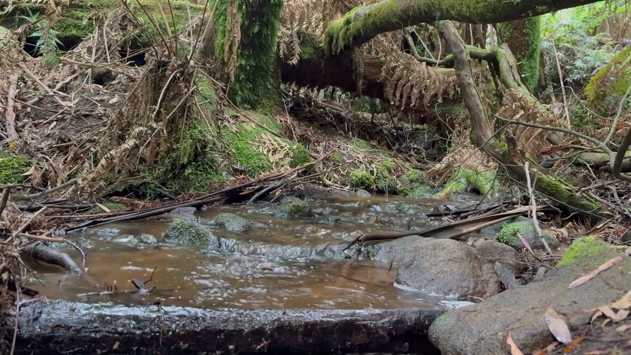 Step Into the Fern Forest 🌿 60 Seconds Of Gentle Creek Flow at La La Falls, Warburton ✨