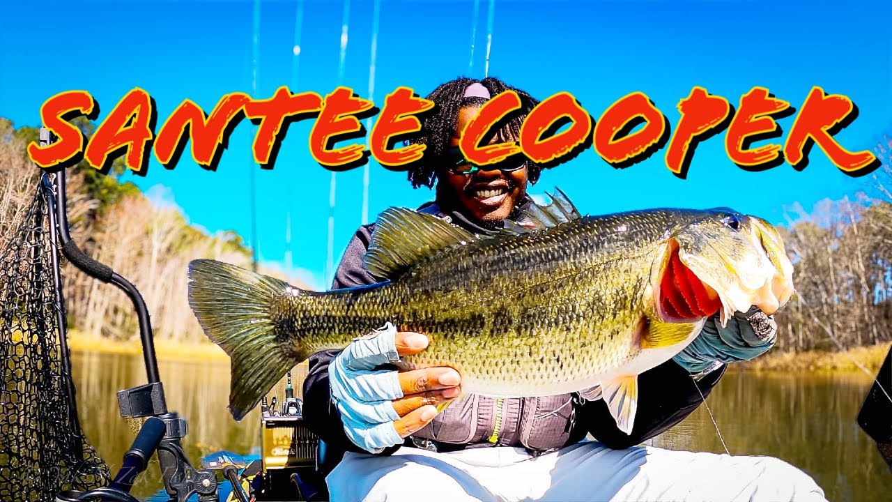 Never Come To Santee Cooper Without This Bait!