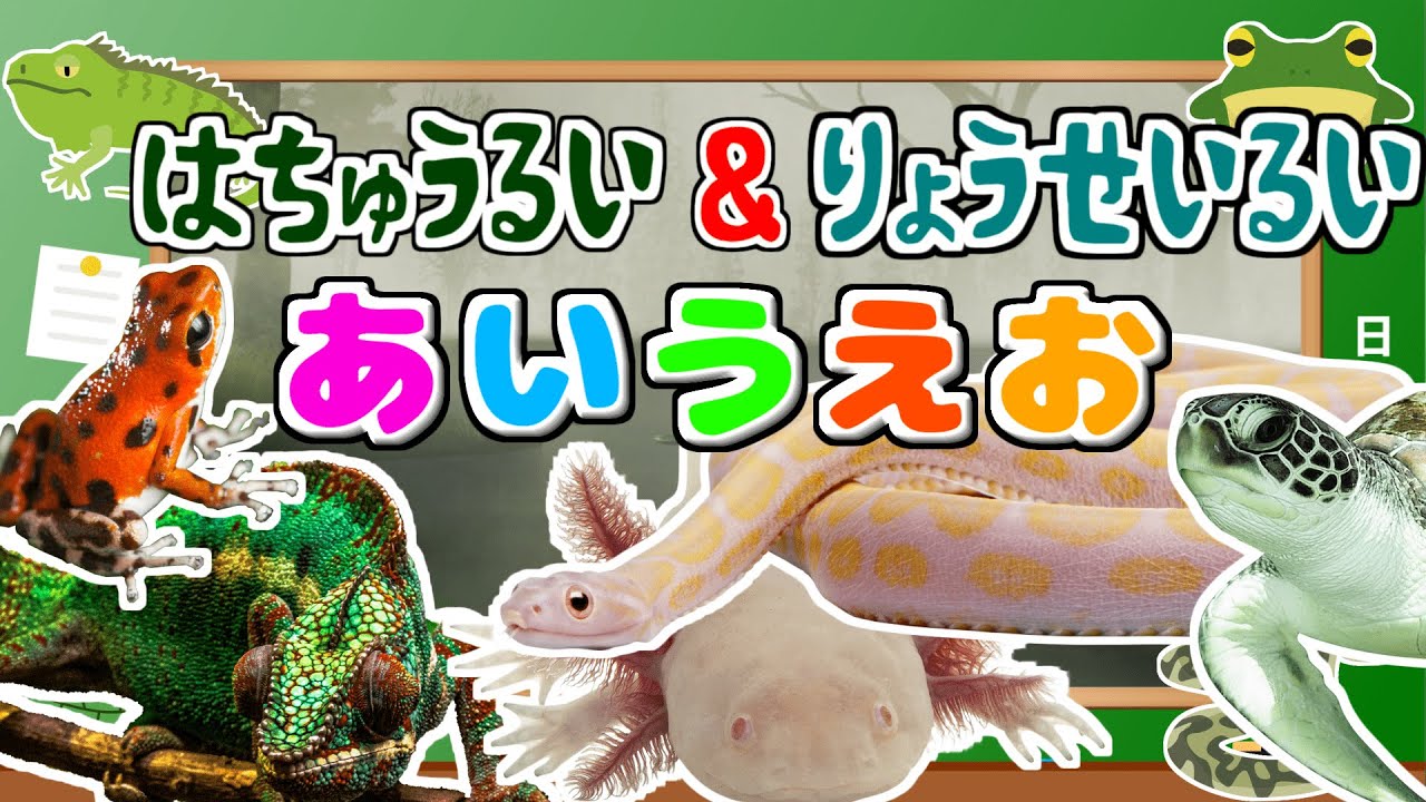 【はちゅうるい＆りょうせいるい あいうえお】子供向け とかげ、わに、かめ、かえるなど 【フラッシュカード】