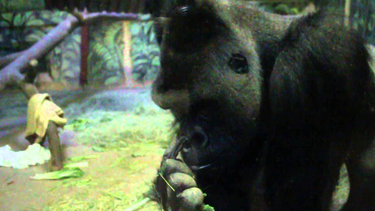 Gorilla Picking His Nose and Eating His Boogers - igging for Gold