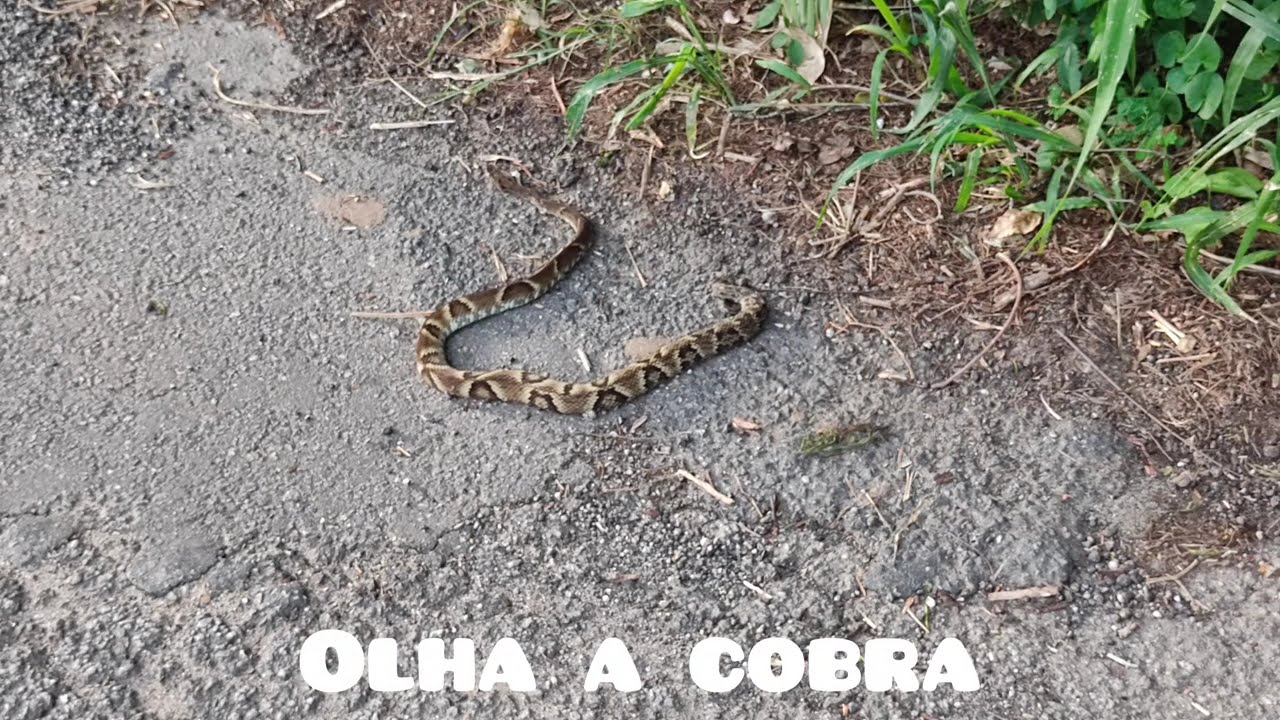 Caminhando e fotografando - Estrada Carmo-RJ/Duas Barras - Inscreva-se no Canal - T&atilde;o Pipoca 