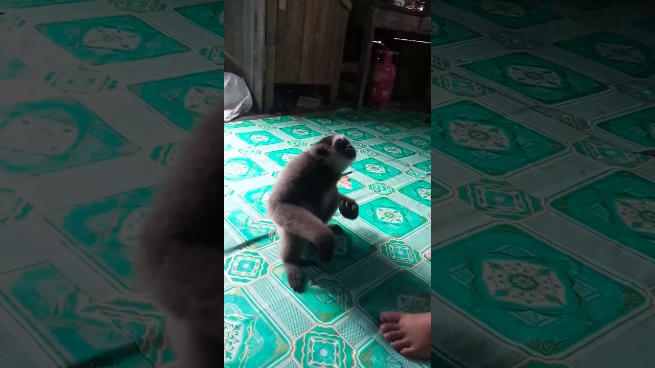 owa owa lucu kalimantan