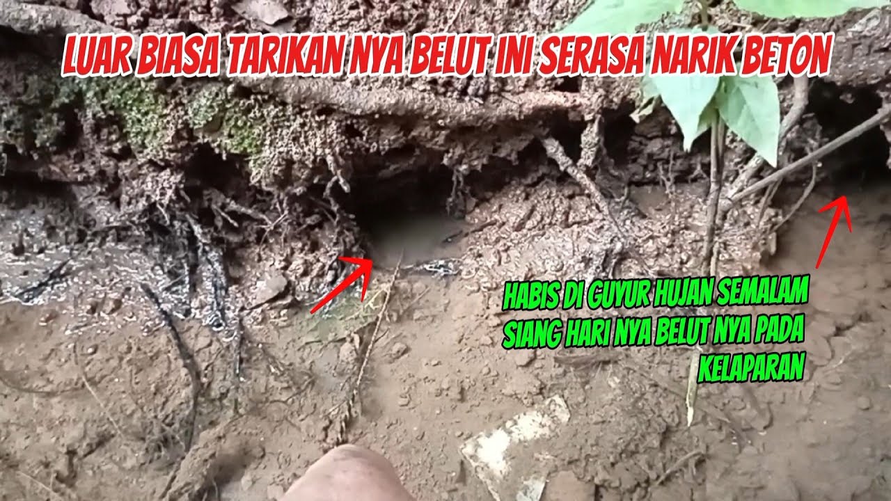 LUAR BIASA‼️TARIKAN BELUT INI SERASA NARIK BETON MANCING BELUT DI SELOKAN SEHABIS HUJAN