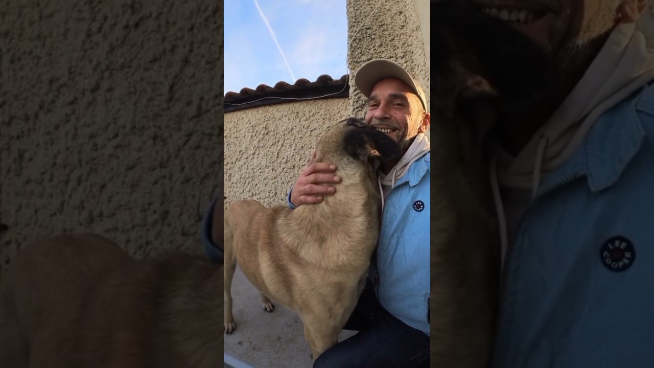 Sirius mon éternel ami et inconditionnel soutien... un amour de kangal ❤️ 