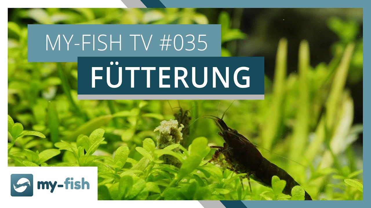 Fische richtig f&uuml;ttern | my-fish TV