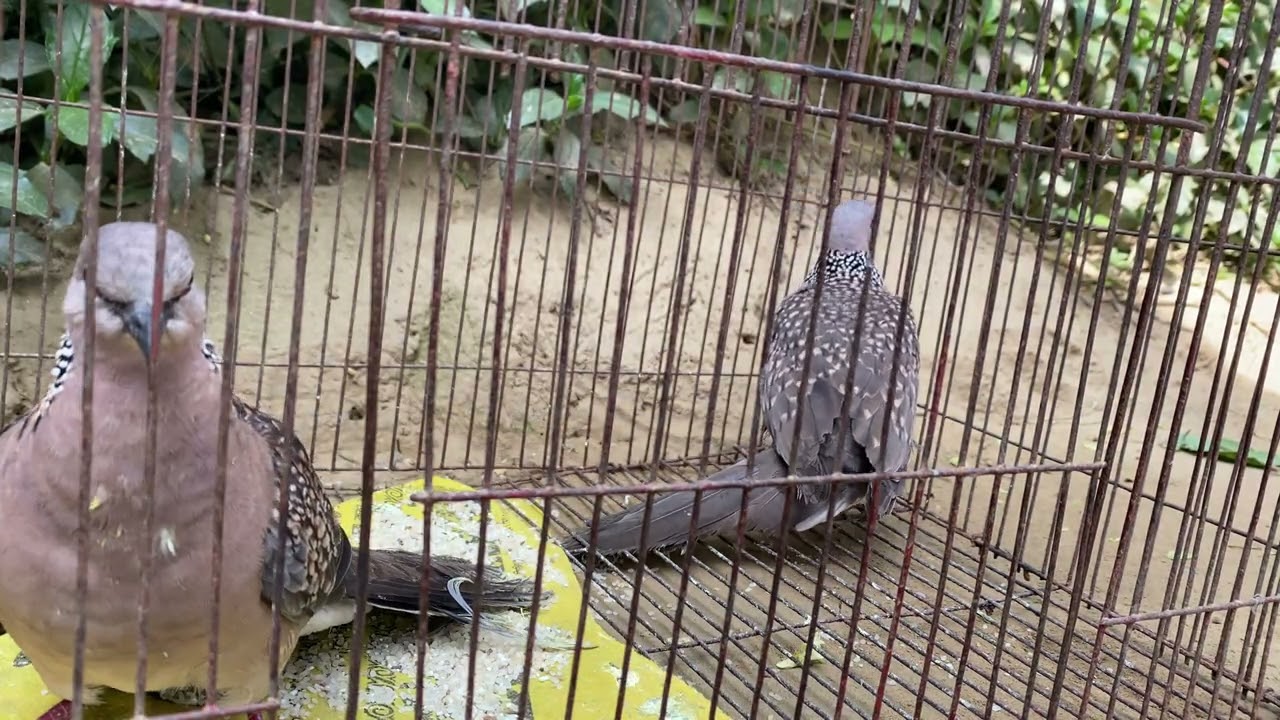 Budgie Singing Sounds | Relax Your Mind#cute #birdsong #birdsounds 