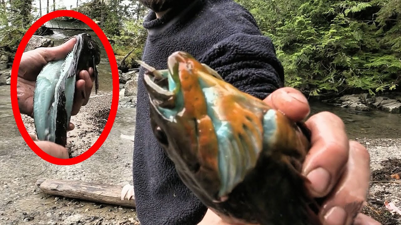 Survive 75 Days On A Deserted Island And Win $3 Million—Man Catches A Golden Fish In Just One Day!